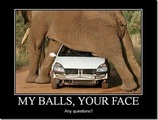 Elephant_balls